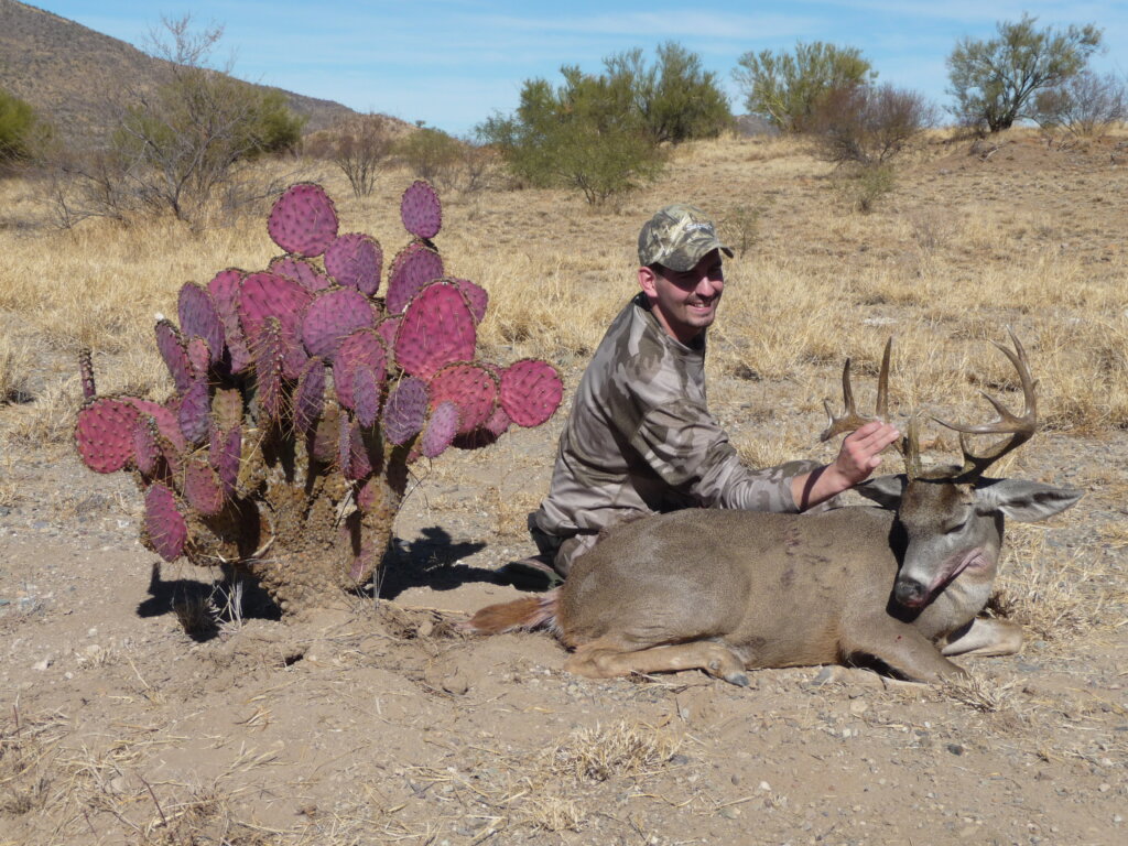 couesdeer