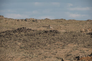 Gobi Argali