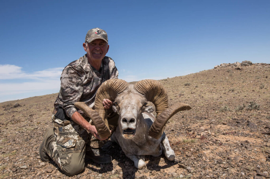 gobi_argali