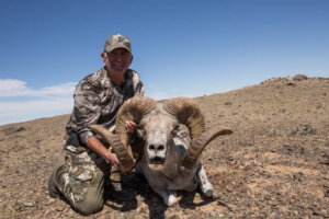 Mongolia Argali