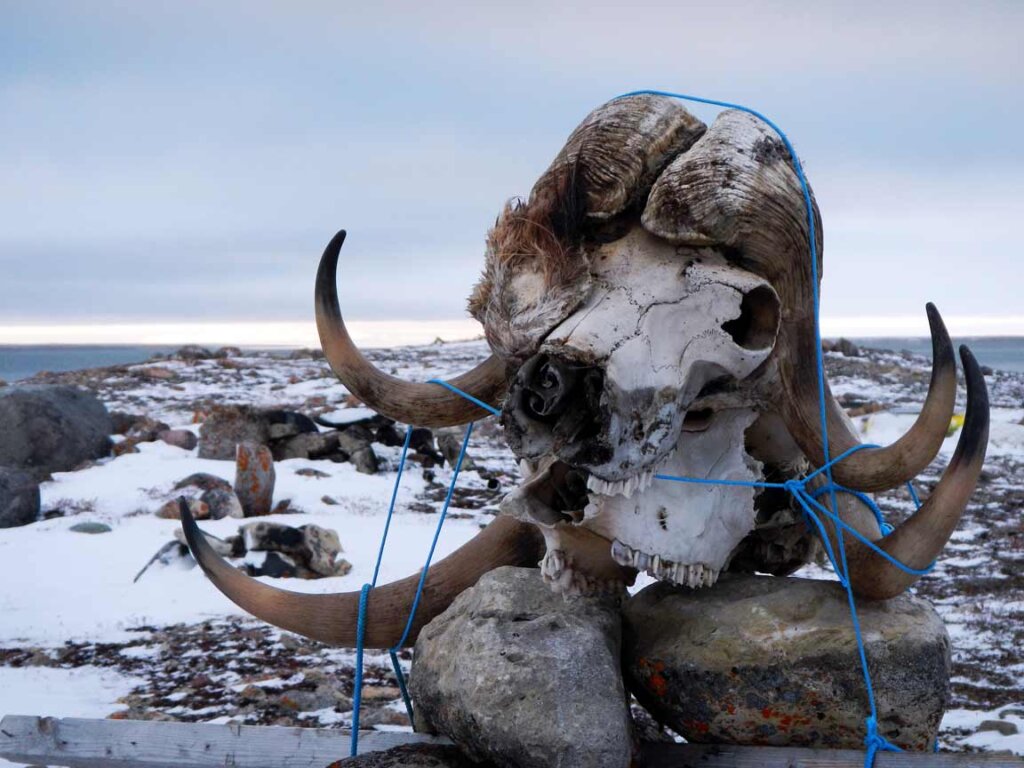 Muskox Skulls