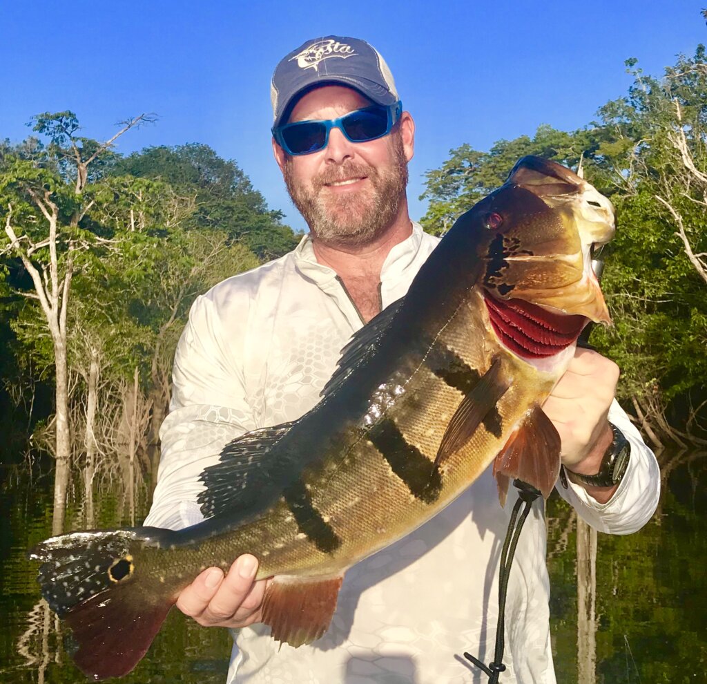 peacock bass