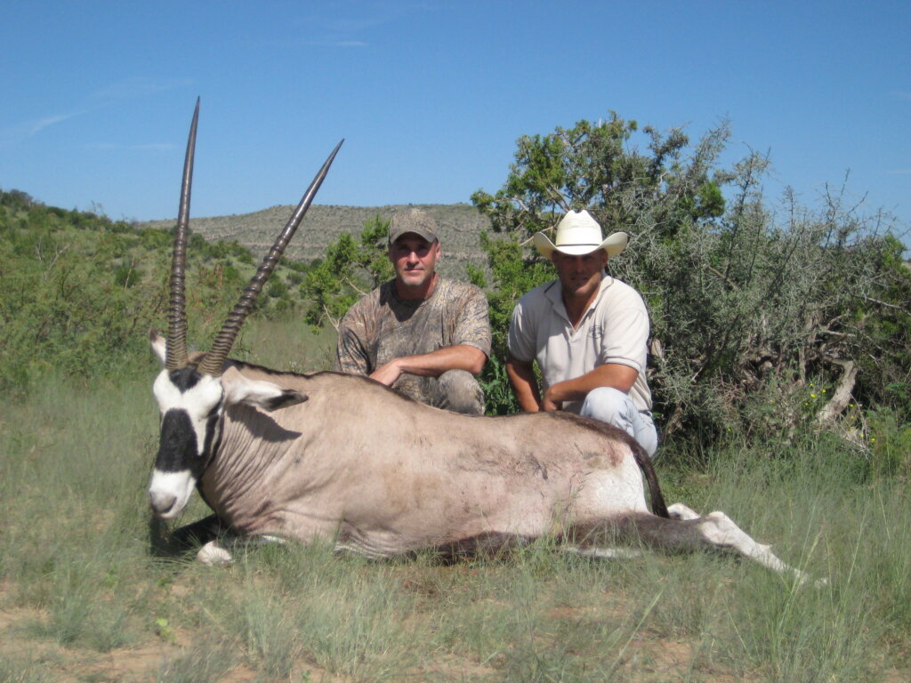 New Mexico Oryx