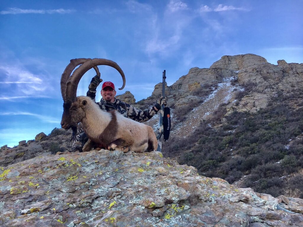 New Mexico Ibex