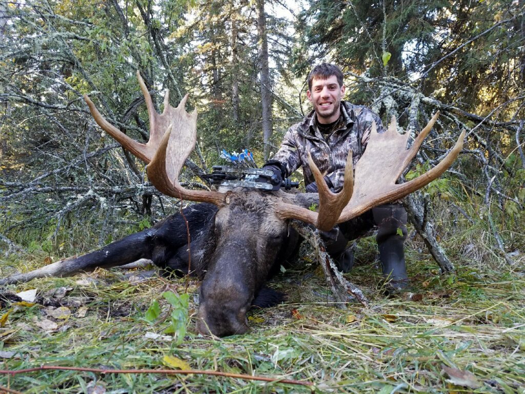 archery-moose