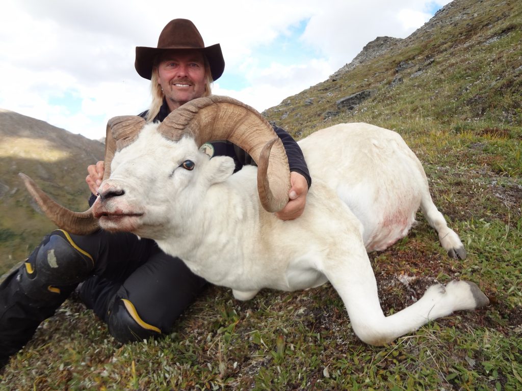 colorado-buck-dall-sheep