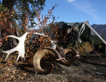 wta_1006_Henry Tiffany Dall SHeep Horns 1