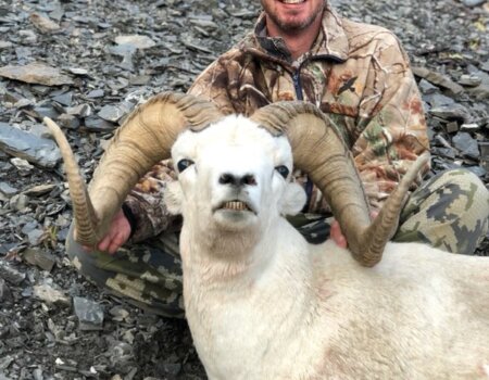 wta_1006_Henry-Tiffany-Dall-Sheep-Hunter-J.D.