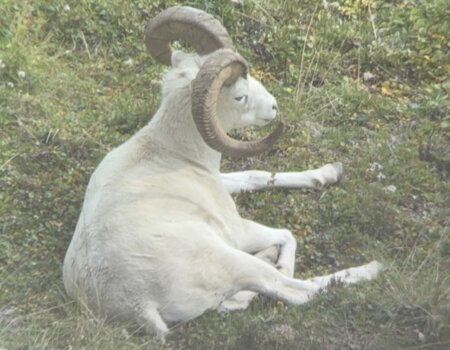 wta_1006_Henry Tiffany. 2025 Ram Left on the Mtn. (1)