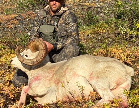 wta_1006_R.E. Dall Sheep with Alaskan Perimeter Expeditions