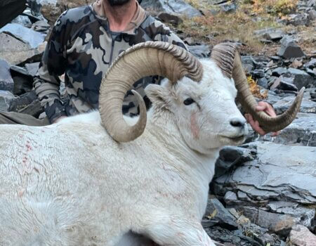 wta_1006_S.S. Dall Sheep with Alaskan Perimeter Expeditions