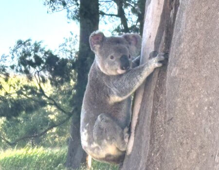 wta_1047_koala road tree eml