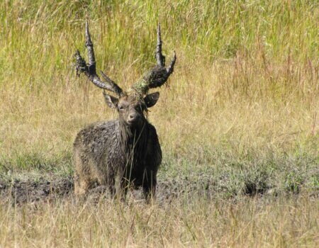 wta_1047_muddy wallow rusa