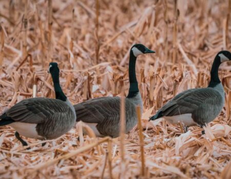 wta_1060_Annotation 2020-05-04 162418