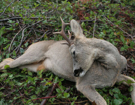 wta_1074_KBAWB6_roedeertrophies(5)