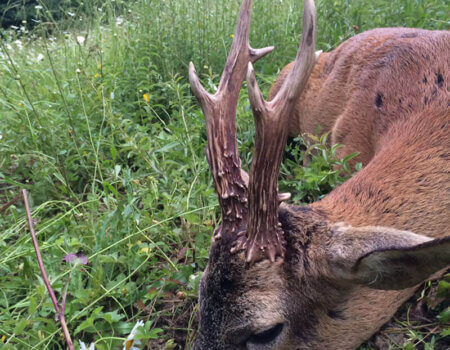 wta_1074_N644PY_IMG_0617