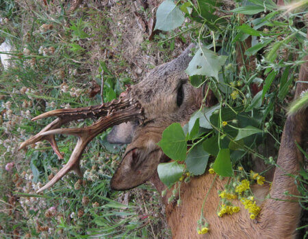 wta_1074_OO5SGP_roedeertrophies(2)