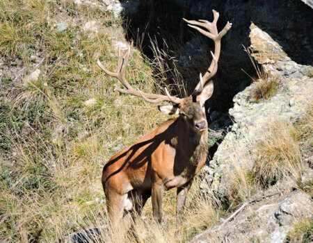 wta_1083_909EET_Cervi(1)