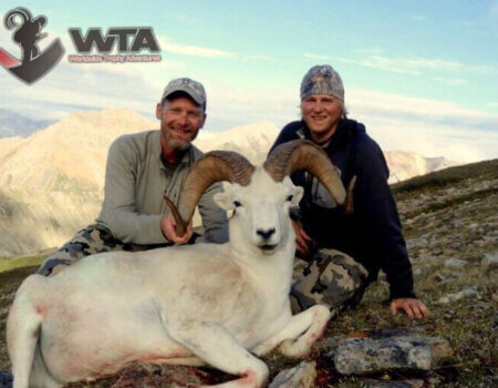 wta_1087_B6YD9O_082_dallsheep-27