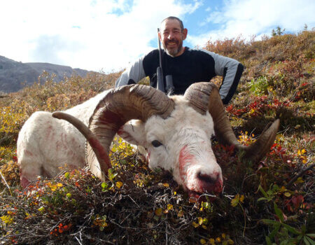 wta_1087_GYXJPO_sheep1