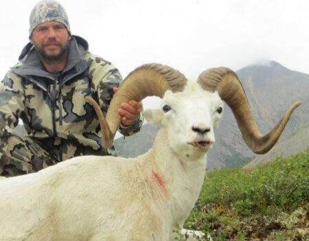 wta_1087_W71CAL_082_sheep-3