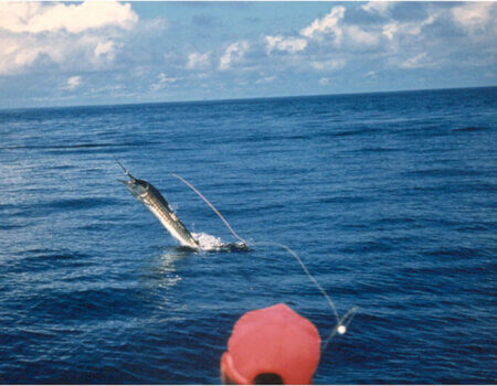 wta_1110_CNZ6C9_SAILONFLY