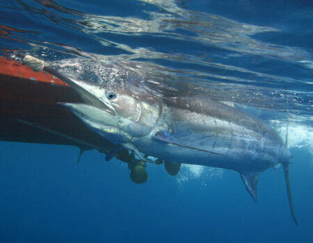 wta_1110_Q7WUQL_BlueMarlinRELEASElowres
