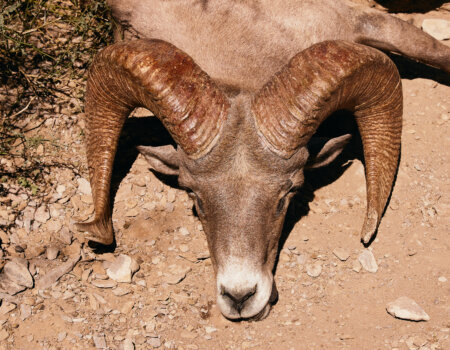 wta_1120_WTA_DesertBighorn_031226_109