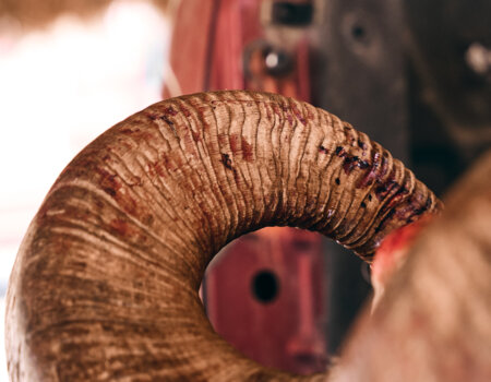 wta_1120_WTA_DesertBighorn_031226_119