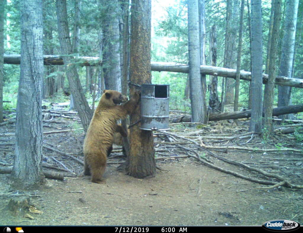 Arizona White Mountain Apache Black Bear Hunting Guide