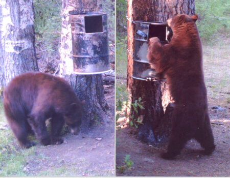 wta_1130_RVYWQQ_Bear32-26-13