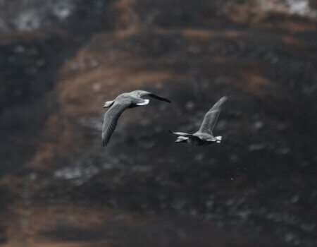 wta_1157_DSC08722 Empire Geese