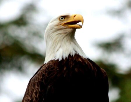 wta_1159_FRQZ84_Eagle