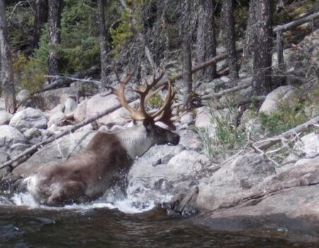 wta_1192_557ARR_CaribouGraniteLake