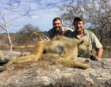 wta_1204_3H6BVZ_Moz-baboonyellow