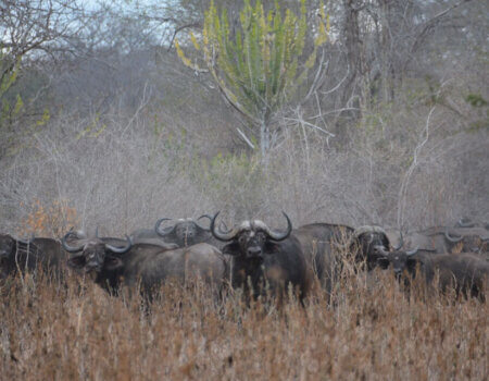 wta_1204_VA65S5_Moz-area3