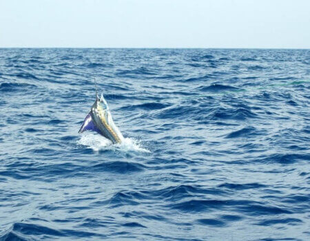 wta_1244_XXLGJ2_GSC_2