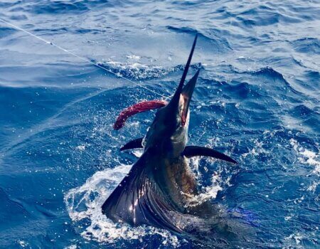 wta_1244__featured_SSQPEP_IMG_7110