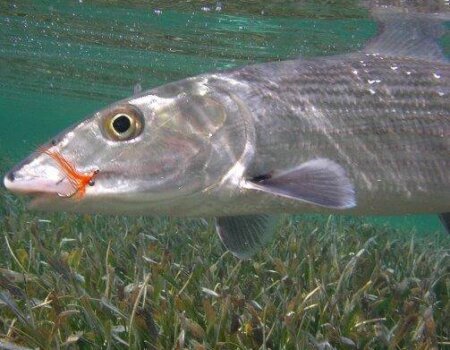 wta_1259_EWJ6ZG_belizeturn2