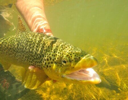 wta_1262_IXC02U_brown3