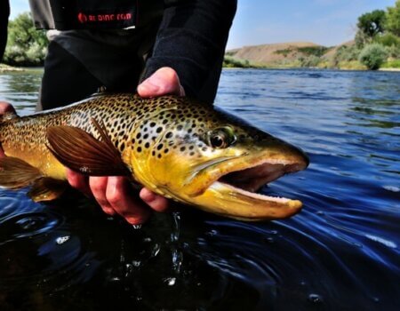 wta_1262_YG7GYK_nicebrown