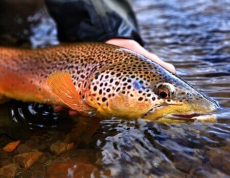 wta_1266_XWA6PR_ron-brown-closeup