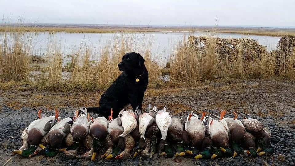 Washington State Duck and Goose Hunting Guide
