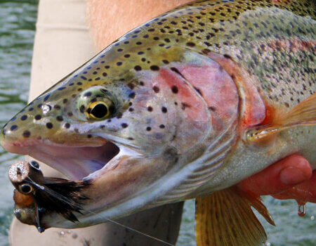 wta_1278_4DGKG8_P8100047_1