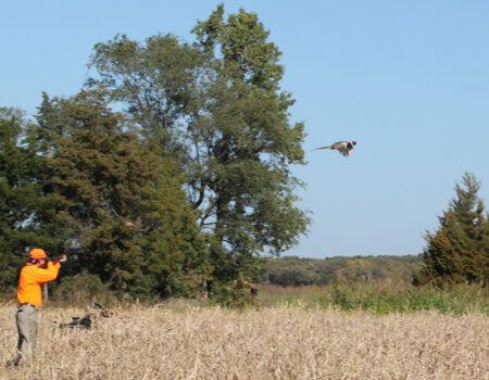 wta_1284_84QJB7_PheasantandshooterbyRFedit