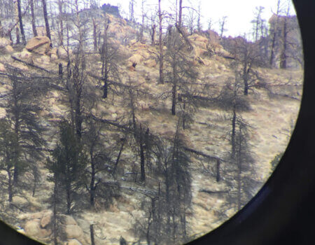 wta_1286_F66AI6_vincebull3