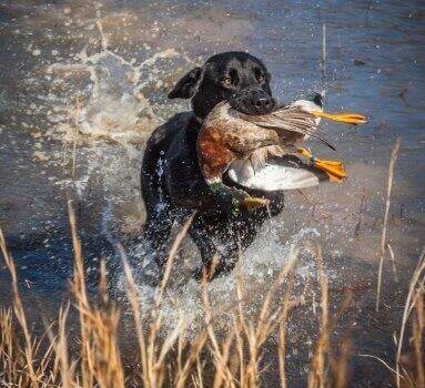 wta_1301_PIFR5U_WL-2182