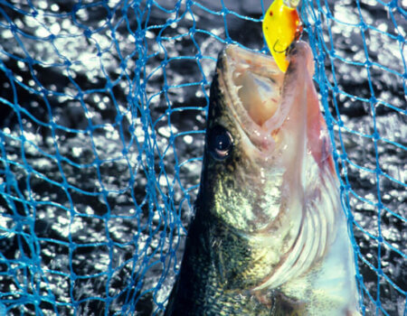 wta_1358_WASE71_WAL421