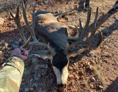 wta_1372_Mule Deer 9