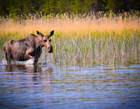wta_1377_Aikens Lake 7